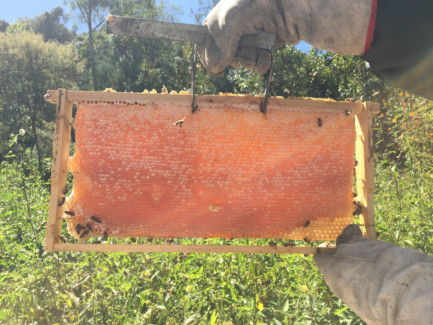 Mel Silvestre - Bisnaga 1 Kg